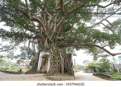 Old Banyan Tree Hugs Gate Village Stock Photo 1937946532 | Shutterstock