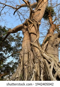 An Old Banyan Tree With Outgrown Roots