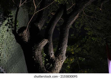 Old Banyan Tree Roots At Night