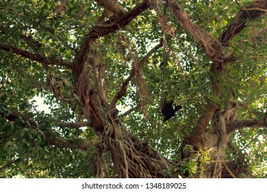 Old Banyan Tree With Well-defined Aerial Roots (crampon) And Indian House Crow