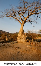 Old Baobab Tree In The Namibian Desert, Africa