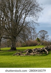 Old Bare Tree and Fallen Log on Lush Green Meadow Under Dramatic Sky