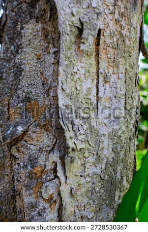old bark in the garden


