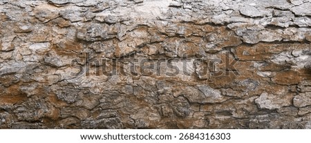 Old bark tree texture. Natural wood surface pattern, old tree skin. Rugged brown eco material closeup, grunge weathered background
