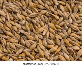 Old Barley Grains. Close Up.