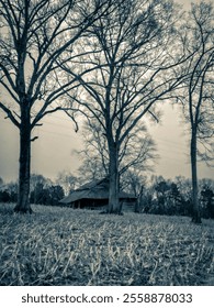 Old barn behind three trees in winter time cornfield.  Sepia tone added for background use