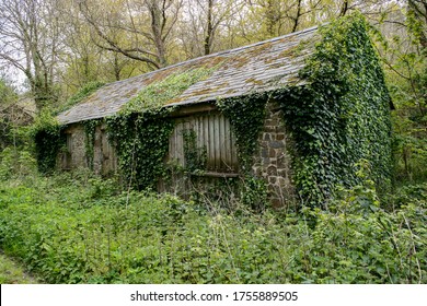 old barn covered in ivy