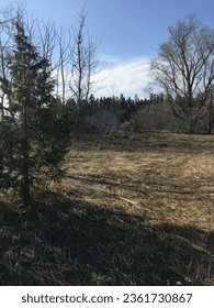Old Barn in a Forest