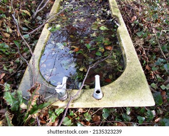 Old Bath Tub Outdoors Full Of Water And Leaves