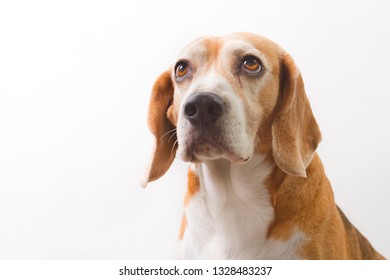 old beagle breed dog on white background - Shutterstock ID 1328483237