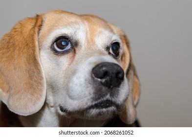 old beagle dog looking at camera - Shutterstock ID 2068261052
