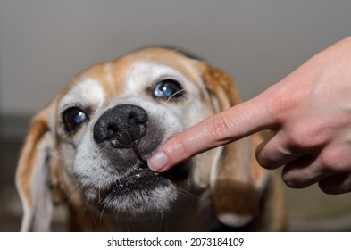 Old Beagle Dog Looking At Camera