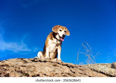 Old Beagle Dog Sitting On The Rocks In Mountain Peak, Sniff Out Wild Animals