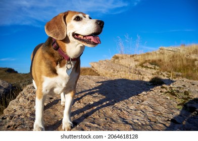 Old Beagle Dog Sitting On The Rocks In Mountain Peak, Sniff Out Wild Animals