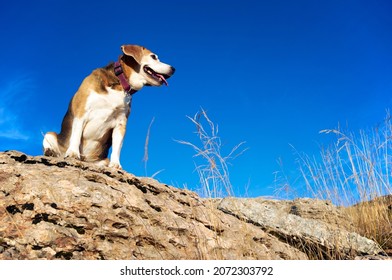 Old Beagle Dog Sitting On The Rocks In Mountain Peak, Sniff Out Wild Animals