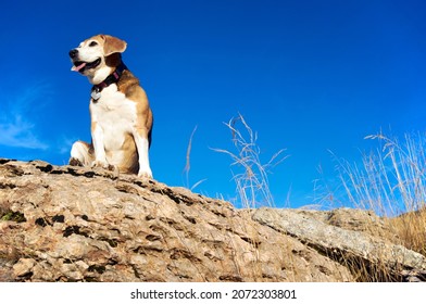 Old Beagle Dog Sitting On The Rocks In Mountain Peak, Sniff Out Wild Animals