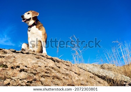 old beagle dog sitting on the rocks in mountain peak, sniff out wild animals