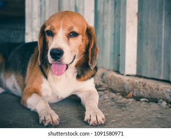 Old Beagle Dog Is Sleep On The Floor