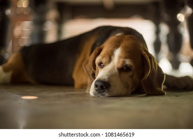 Old Beagle Lay Down On The Floor