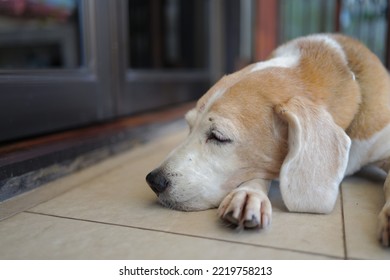 An Old Beagle Sleeps Indoor.