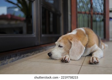 An Old Beagle Sleeps Indoor.