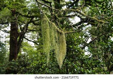 Old Man’s Beard Lichen (Usnea Species) On A Dead Branch In Te Urewera National Park, North Island, New Zealand, Closeup Bokeh.
