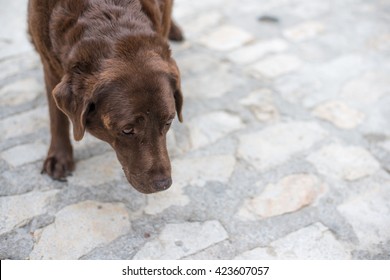 Old beaten dog avoids eye-contact with an unknown stranger
