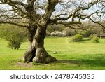 Old, beautiful oak tree surrouded by grassland and flanked by woodland on a fine spring morning in the rural landscape of the public parkland, the Westwood, in Beverley, Yorkshire, UK.