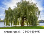 Old beautiful weeping willow on the shore of Lake Schwerin