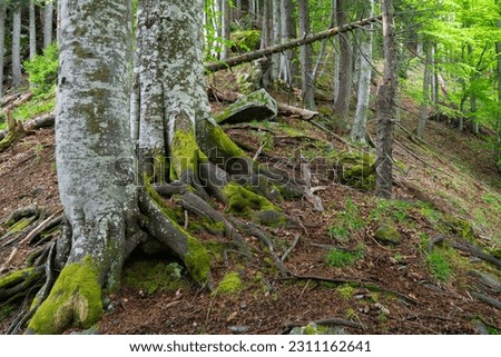 Old beech forest, primeval forest 