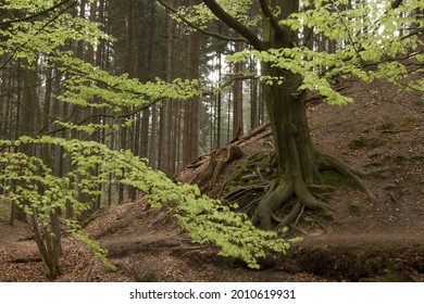 An old beech tree clings to a slope with its thick roots  The fresh, green leaves are glowing 