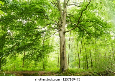 Old Beech Tree Or Fagus In Spring 