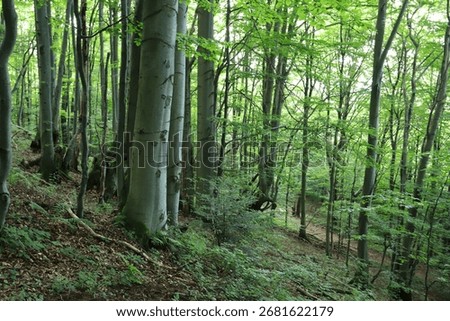 Old beech tree in the forest on the mountain in Bieszczady Mountains, Poland