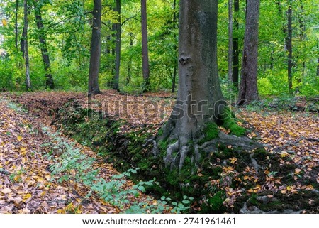 Old beech tree with green moss on thick roots growing by a forest ditch in autumn forest with colorful leaves, natural woodland landscape, close-up of bark.