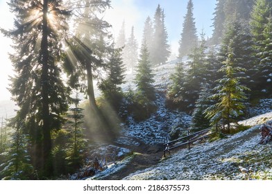 Old Beech Tree On The Mountain Valley. First Snow On The Forest. Stunning Morning View Of Carpathians, Ukraine, Europe. Beauty Of Nature Concept Background.