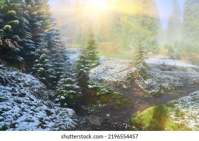 Old Beech Tree On The Mountain Valley. First Snow On The Forest. Stunning Morning View Of Carpathians, Ukraine, Europe. Beauty Of Nature Concept Background.