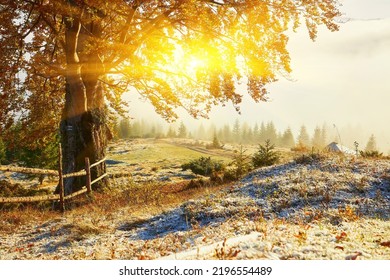 Old Beech Tree On The Mountain Valley. First Snow On The Forest. Stunning Morning View Of Carpathians, Ukraine, Europe. Beauty Of Nature Concept Background.