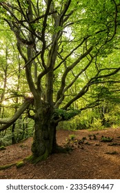 Old beech tree with twisted branches in a tranquil forest, Teutoburg Forest, Germany