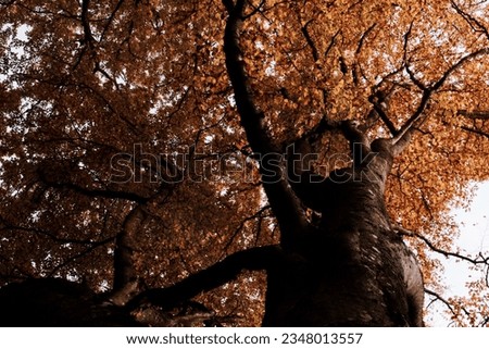 An Old beechtree with autumnleaves