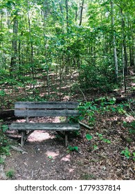 Old bench in the forest