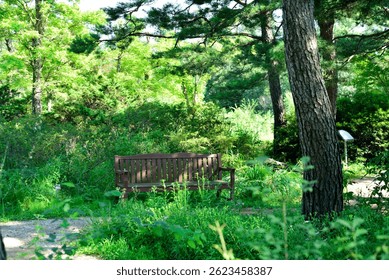 Old Bench in the forest
