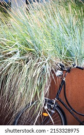 An old bicycle leans against a container planted with reeds.