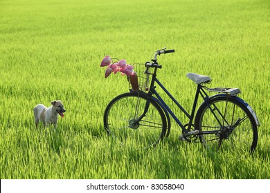old bicycle and young dog in sunny paddy field.