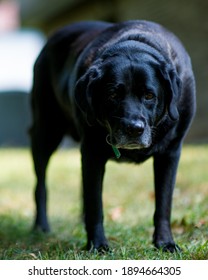 Old Big Black Lab Dog Walking In The Grass