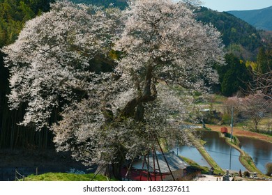 Old big cherry blossom (Onuka no Yogai Sakura: 小奴可の要害桜) in countryside of Hiroshima, Japan.