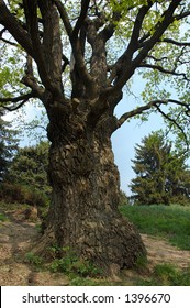 8,515 Huge Oak Tree Images, Stock Photos & Vectors | Shutterstock