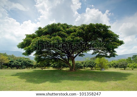 old big tree under blue sky at wangnamkiaw, Thailand