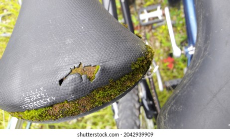 An Old Bike Seat With Moss