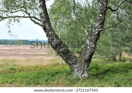 An old birch tree against the backdrop of the heather of the Lüneburg Heath.