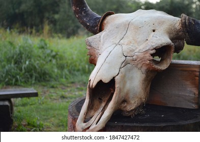 Old bison skull with horn on the nature background. Design concept.